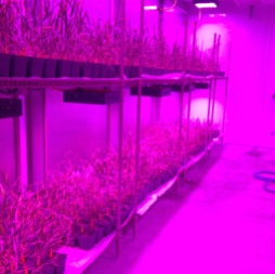 The baby wheat plants at the Kansas Wheat Innovation Center are kept in K-State purple light to help them grow!