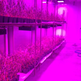 The baby wheat plants at the Kansas Wheat Innovation Center are kept in K-State purple light to help them grow!